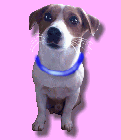 愛犬を暗闇の危険から回避する『光る首輪』